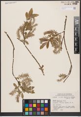 Salix bebbiana Sarg.